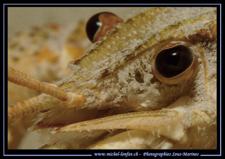 The eye of a young Crayfish... :O) ... by Michel Lonfat 