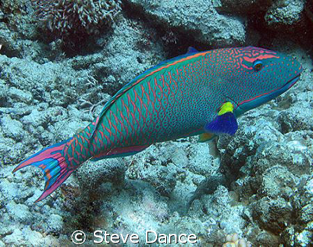 Red speckled or Bi colour parrotfish whilst diving out of... by Steve Dance 