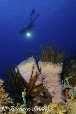 Purple Tube Sponge with Crinoids are being checked out by... by Barbara Schilling 