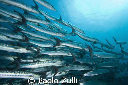 "barracuda point"450d+10-22 canon by Paolo Zulli 