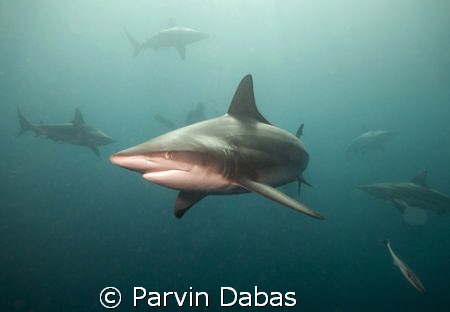 blacktip with alot of other blacktips swarming around by Parvin Dabas 
