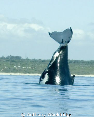 A Humpback whale doing a Headstand by Anthony Wooldridge 
