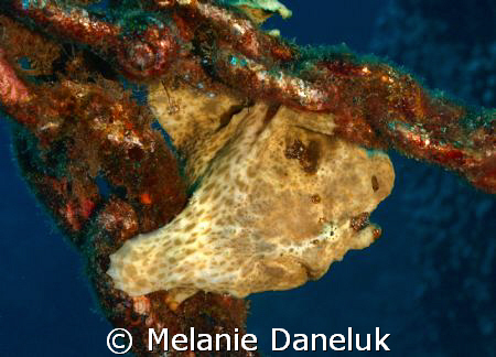 Just hanging out (frogfish on an anchor) by Melanie Daneluk 