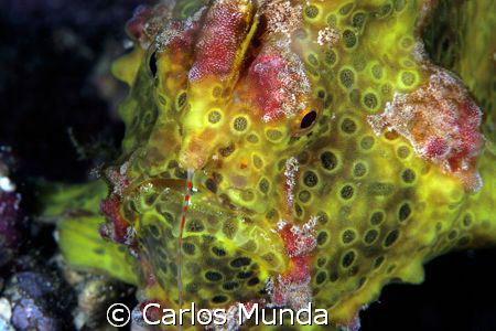 resident yellow painted frogfish, photo taken at critter ... by Carlos Munda 