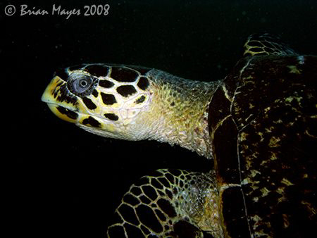 This Hawksbill Turtle swam past just as I had taken a mac... by Brian Mayes 