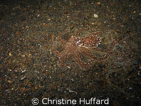 Undescribed octopus hiding in plain sight by Christine Huffard 