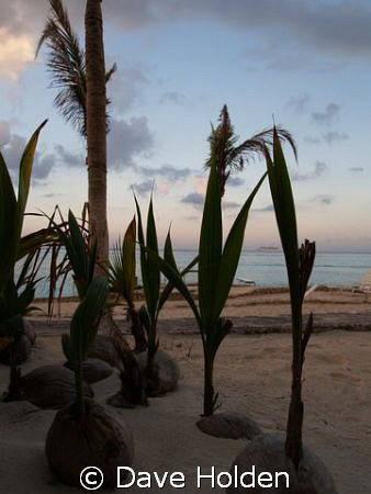 New Life...
Baby palms waitng for a home after the hurri... by Dave Holden 
