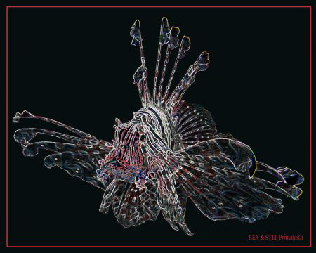 Pterois mutans II by Bea & Stef Primatesta 