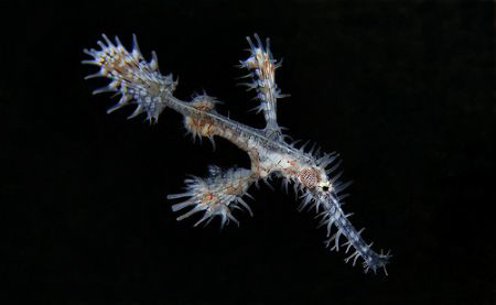 white ornate ghost pipefish. There were two fo them, brig... by John M Akar 