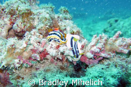 a nudibranch family.  taken off of ishikaki jima one of t... by Bradley Mihelich 