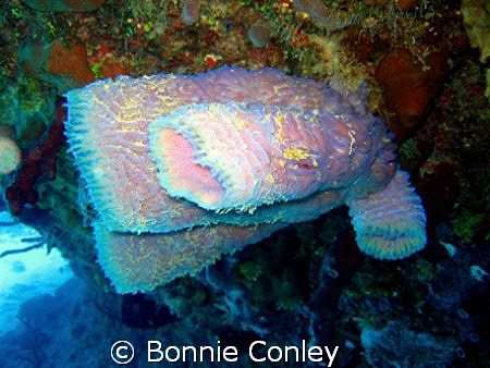 Azure vase sponge in Grand Cayman.  Photo taken with a Ca... by Bonnie Conley 