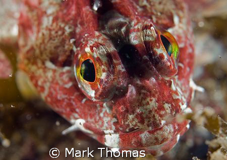 Long-spined scorpion fish.
Aughrusmore, Connemara.
60mm. by Mark Thomas 