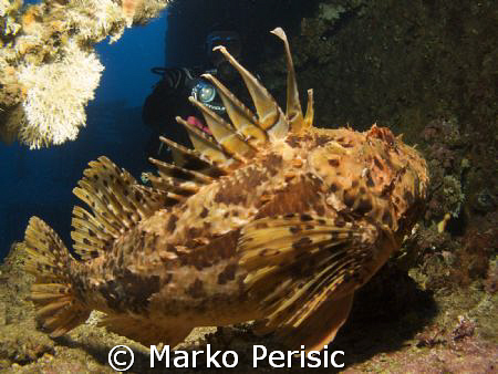 Red Scorpionfish on the wreck of the Vassilios 48m. Komiz... by Marko Perisic 