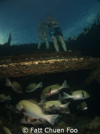 Two Worlds. Under the jetty, Kapalai, Sabah, Malaysia by Fatt Chuen Foo 