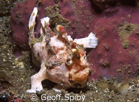 tiny painted frogfish by Geoff Spiby 