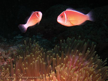 Pair of Pink anemonefish (Amphiprion perideraion) hoverin... by Marco Waagmeester 