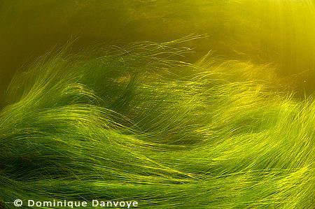Dancing plants in a river. by Dominique Danvoye 
