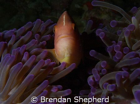 Anemone Fish @ "Steve's Bommie" Great Barrier Reef. Taken... by Brendan Shepherd 