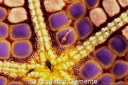 "PATCHWORK" Sea star with Imperator shrimp. by Acquadro Clemente 
