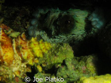 hidden octopus that I found while snorkeling only about 1... by Joe Platko 