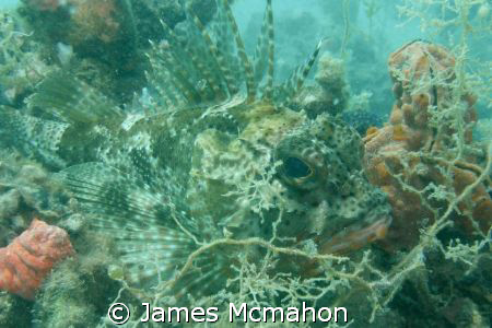 Scorpion Fish ... What's next for dinner.  I like how the... by James Mcmahon 