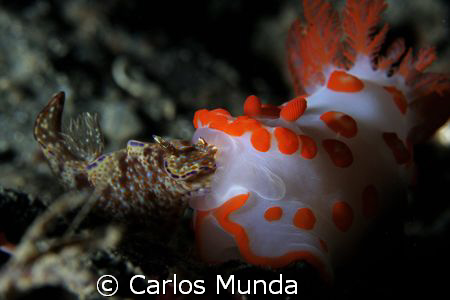 KISS OF DEATH - a nudi snacks on another nudi at critter ... by Carlos Munda 