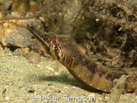 A Tiger pipefish, Photo taken at Chowder Bay Sydney, with... by Peter Simpson 