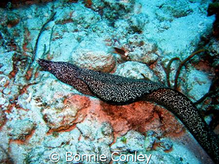 Moray Eel seen in Grand Cayman August 2008.  Photo taken ... by Bonnie Conley 