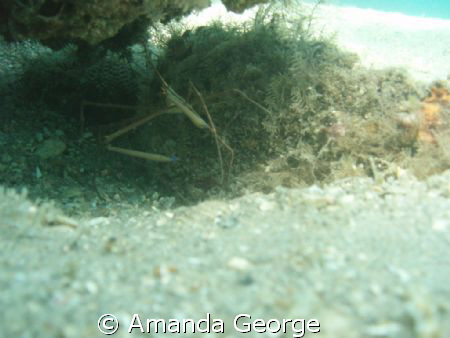A nice Arrow Crab having a quick bite to eat. Taken with ... by Amanda George 