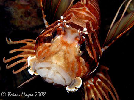 "What a happy face. ;-)".....Spotfin Lionfish (Pterois an... by Brian Mayes 