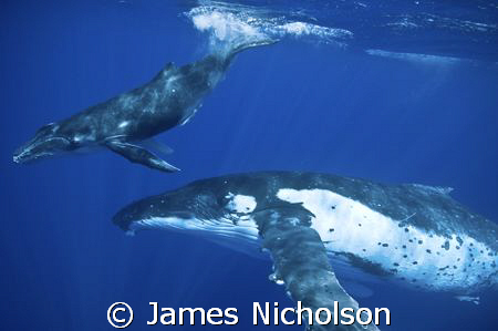 The picture is of a Mum and calf humpback Whale taken in ... by James Nicholson 