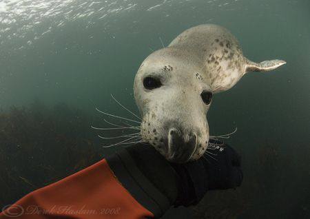 Grey seal. Farne islands. D200, 10.5mm. by Derek Haslam 