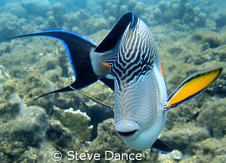 Sohal Surgeonfish: Very common in the red sea and not too... by Steve Dance 