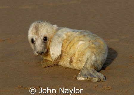 grey seal pup a few days old.used 400mm lens to avoid cau... by John Naylor 