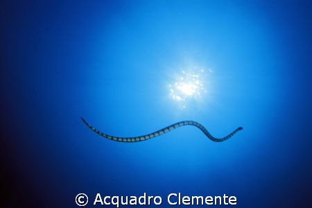 SEA SNAKE by Acquadro Clemente 