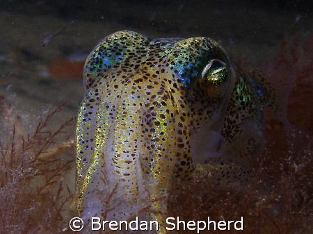 Southern Bobtail Squid. Taken in Port Philip Bay Melbourn... by Brendan Shepherd 