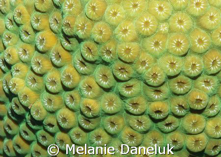 Beautiful Brain Coral in Grand Cayman by Melanie Daneluk 