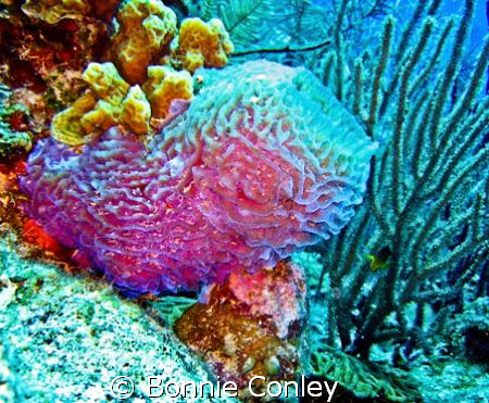 Azure Vase Sponge seen in Grand Cayman August 2008.  Phot... by Bonnie Conley 