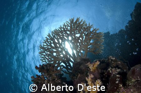 Hard Coral in Sha'ab Rumi - Nikon D70S - 16mm - DS160 by Alberto D'este 