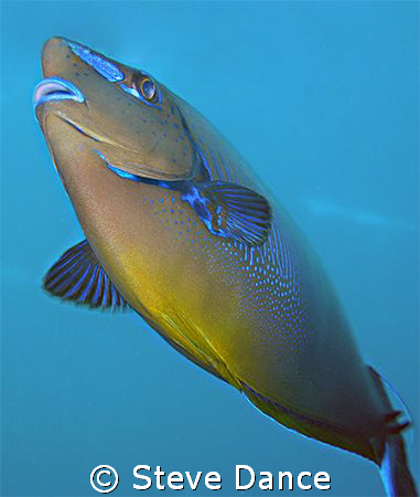 Bignose Unicornfish: 2 of them were playing around in our... by Steve Dance 
