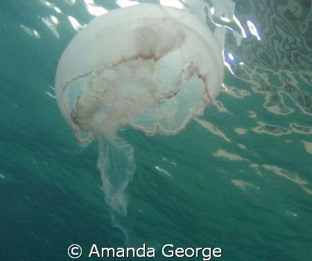 A beautiful Jelly gliding along. Pic taken today while di... by Amanda George 