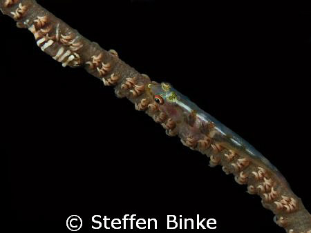 Shrimp & Goby on a Whip Coral. Taken at Cod Hole ot the R... by Steffen Binke 