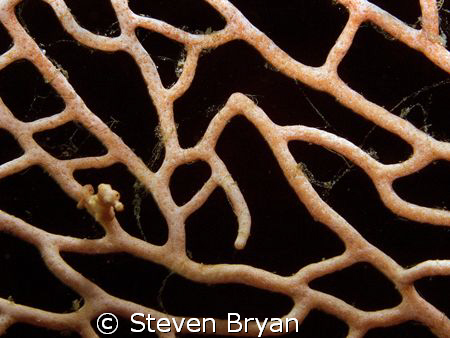 This is a pygmy sea horse on fan coral.  This species was... by Steven Bryan 