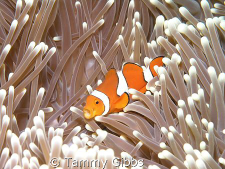 I snapped this clownfish just as he was yawning.  Taken a... by Tammy Gibbs 