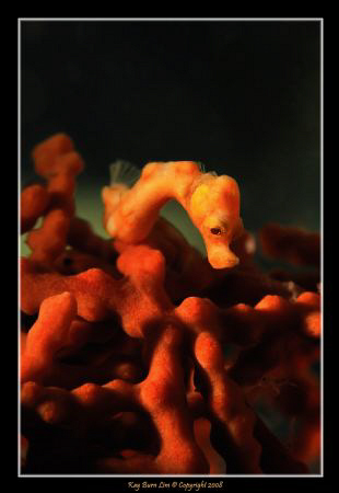 Denise Hippocampus (Pygmy Seahorse), 
D300, 60mm AF-S Ma... by Kay Burn Lim 