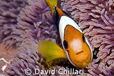 I found Nemo and he wanted to eat me.  Look at all those ... by David Chillari 