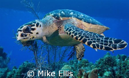 cayman Turtle in flight by Mike Ellis 