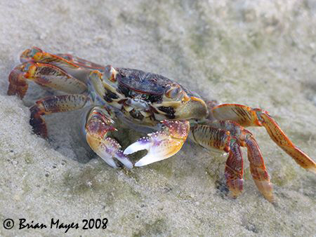 Shore Crab....¸><((((º>....Canon G9 by Brian Mayes 
