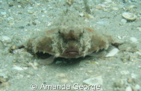 Toadfish, up close and personal. Pic taken yesterday whil... by Amanda George 