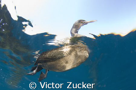 california cormorant by Victor Zucker 